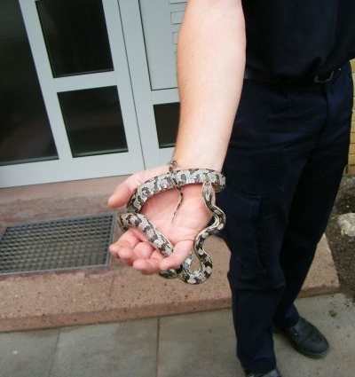 Schlangen-Einsatz für die Feuerwehr Kassel