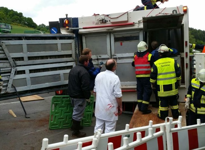 KB: Anhänger eines Viehtransporters kippte um