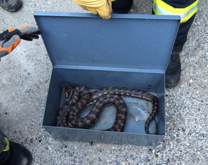Schlange aufgefunden – Eigentümer gesucht! Schlange aufgefunden – Eigentümer gesucht!