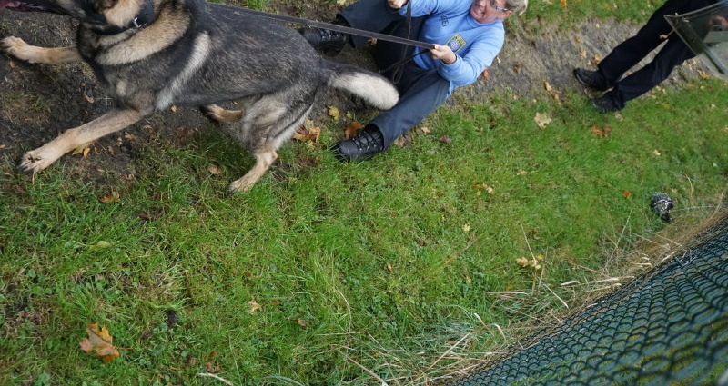 Diensthunde beim jährlichen „TÜV“ – „Das ´Aus´ ist das Wichtigste“