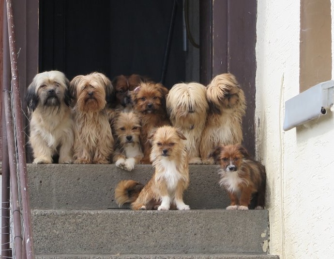 Animal Hoarding: Rund 70 Hunde aus Wohnhaus gerettet Animal Hoarding: Rund 70 Hunde aus Wohnhaus gerettet