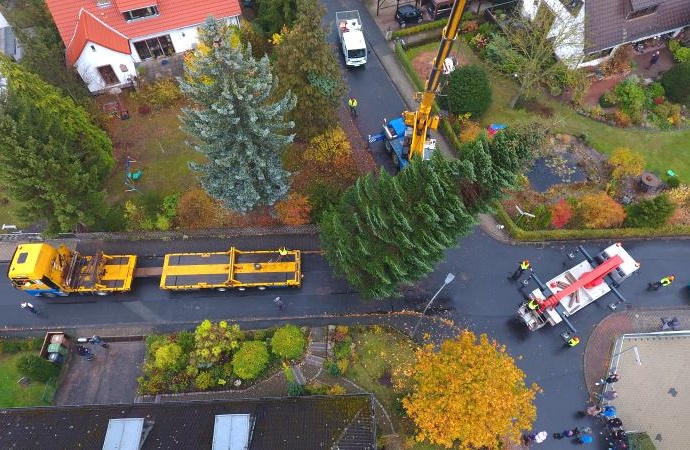 Niestetaler Baum wird zum Kasseler Weihnachtsbaum Niestetaler Baum wird zum Kasseler Weihnachtsbaum
