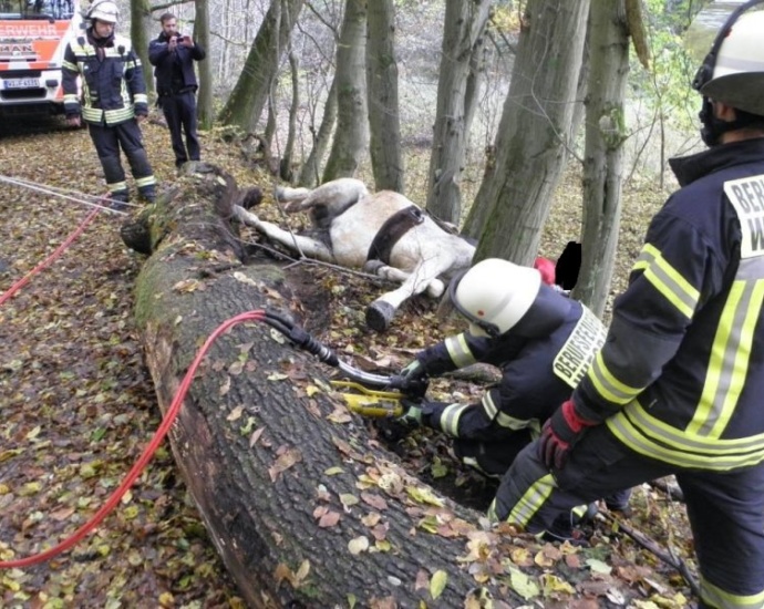Wi: Pferd zwischen Bäumen eingeklemmt Wi: Pferd zwischen Bäumen eingeklemmt