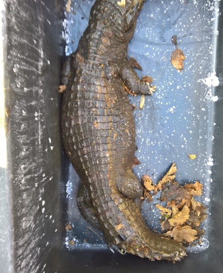 Osthessen: Krokodil lag tot im Graben