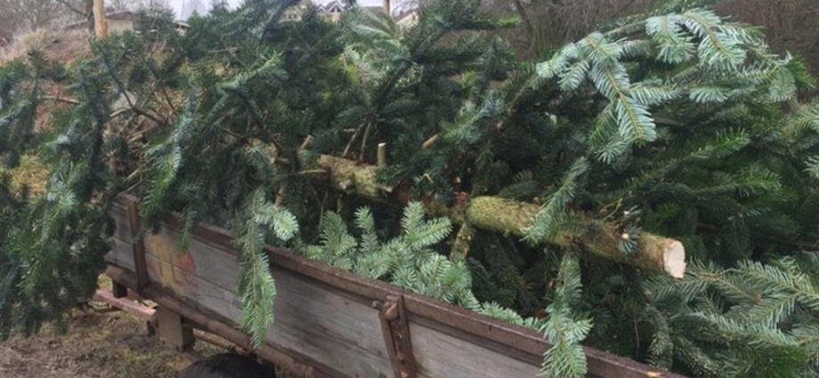 Weihnachtsbäume für Kirchen zerschnitten und teilweise geklaut