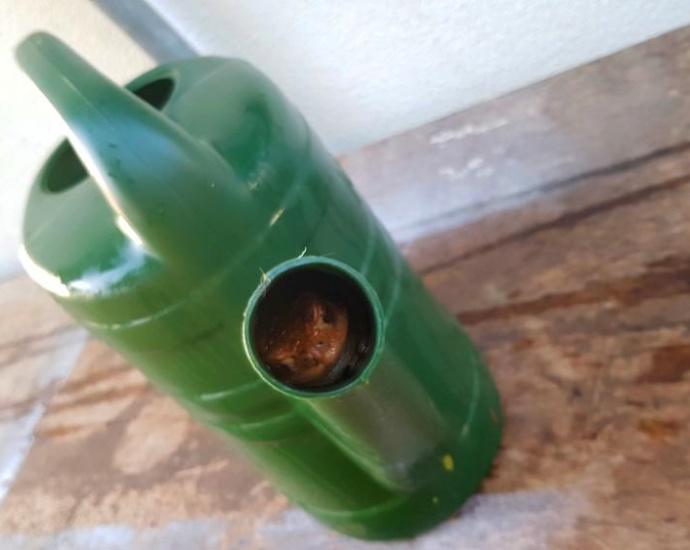 Frosch steckt in Gießkanne fest – Tierrettung im heimischen Garten