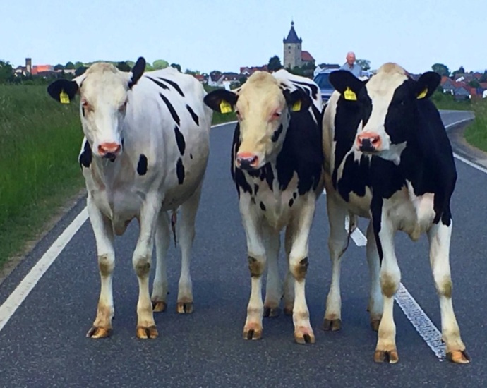 Kuh-Trio auf Wanderschaft