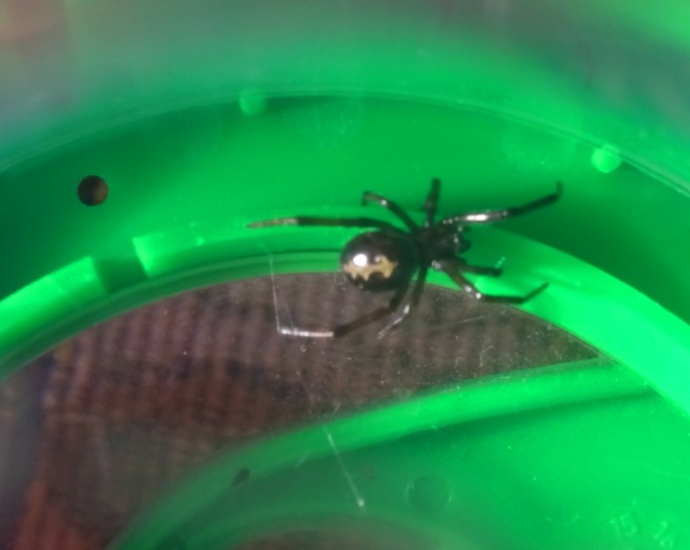 Baden-Württemberg: Exotische Spinne in Mannheimer Küche