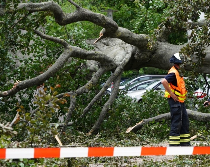 Großer Baum stürzt in Kölnischer Straße auf mehrere Autos