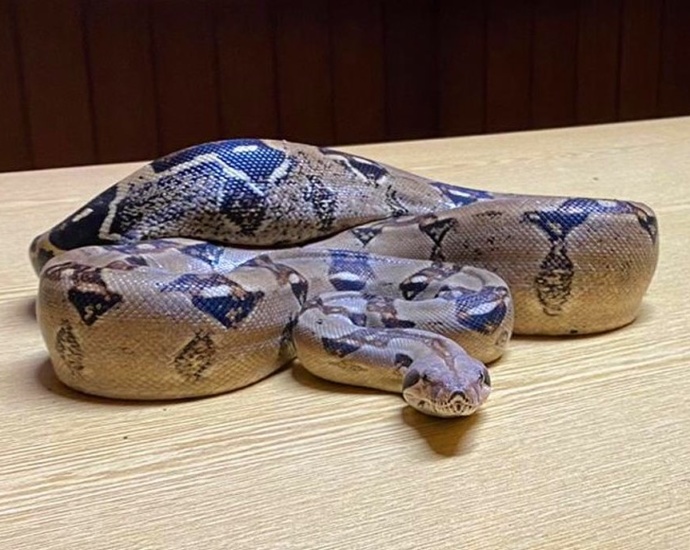 Vermisst jemand eine Boa Constrictor?
