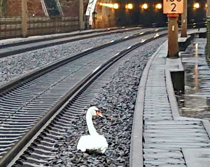 KS: Schwan sorgt für Zugverspätungen