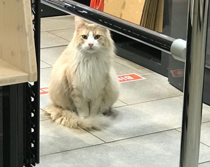 Stadtbekannter Vierbeiner löst Einbruchalarm aus