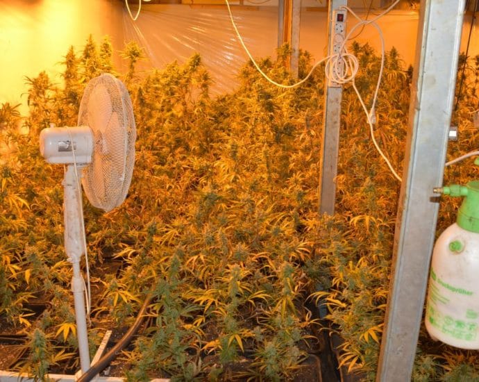 427 Cannabispflanzen – Polizei findet Indoorplantage auf Bauernhof 427 Cannabispflanzen – Polizei findet Indoorplantage auf Bauernhof