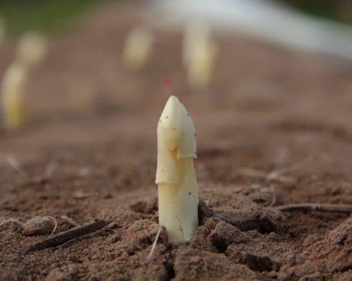 6 Kilometer länge – Spargelfeld professionell leer geerntet 6 Kilometer länge – Spargelfeld professionell leer geerntet