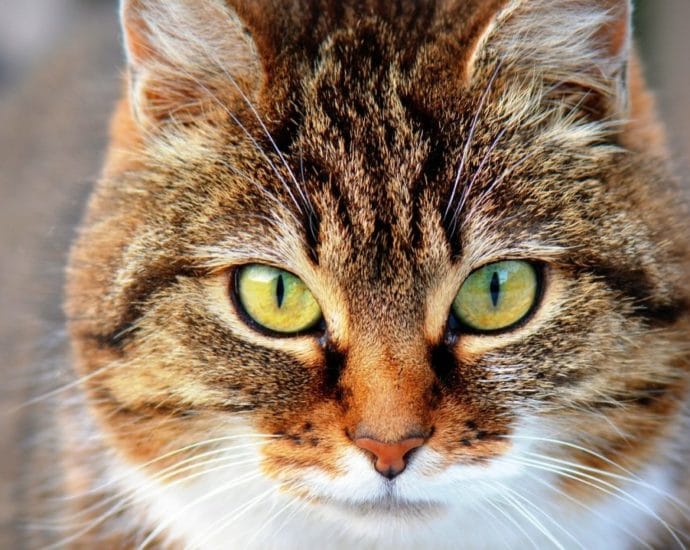 WOH: Katzen-Hasser in Niederelsungen? – Polizei sucht Zeugen WOH: Katzen-Hasser in Niederelsungen? – Polizei sucht Zeugen