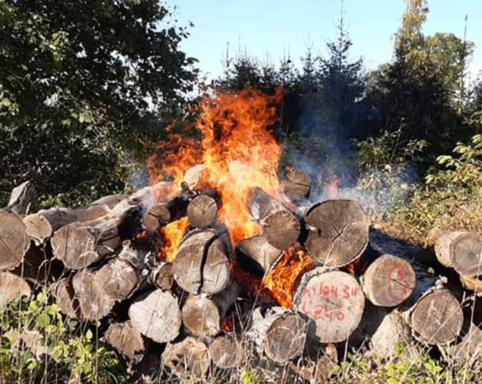Brandstifter? – Zwei Holzstapel brannten bei Volkmarsen