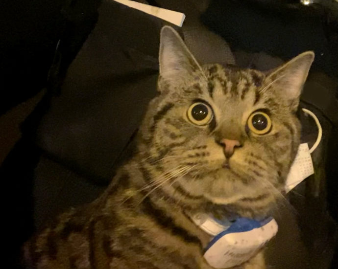 KS: Tierischer Ausflug endet mit Streifenwagen fahrt