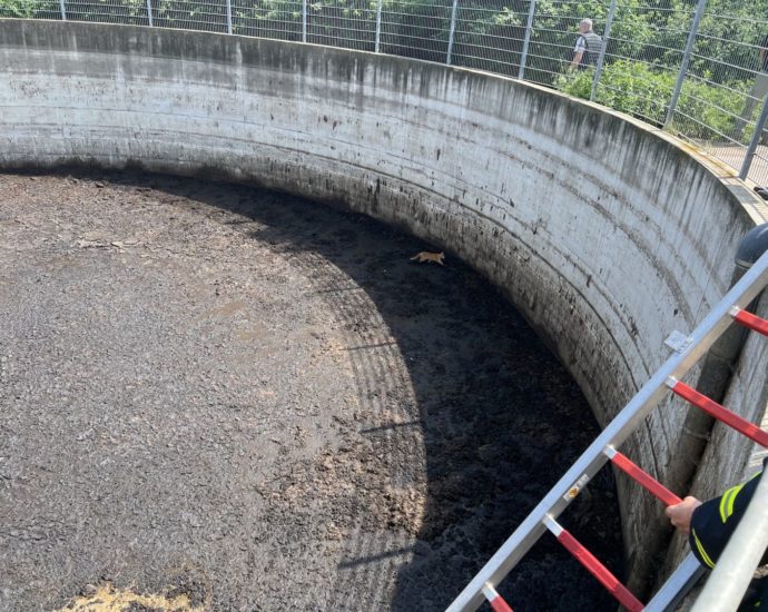 Katze im Güllebehälter gefangen – Schnelle Rettung in Külte Katze im Güllebehälter gefangen – Schnelle Rettung in Külte