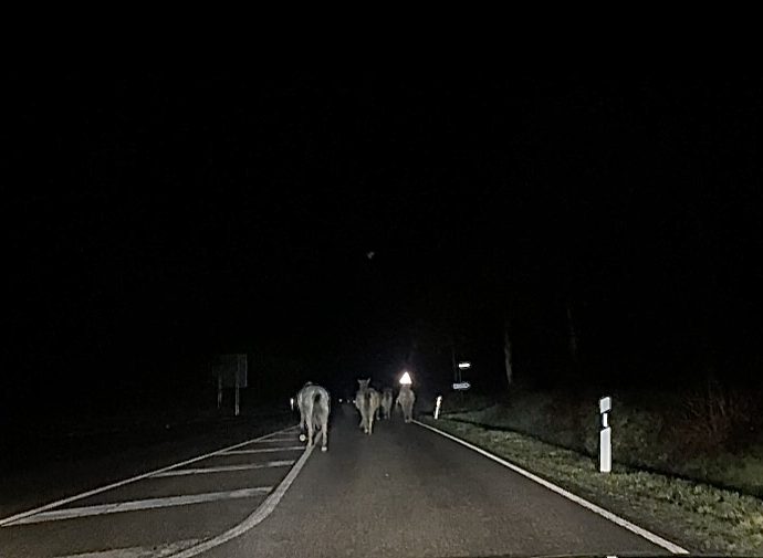 Tierischer Ausflug am Morgen in Schauenburg