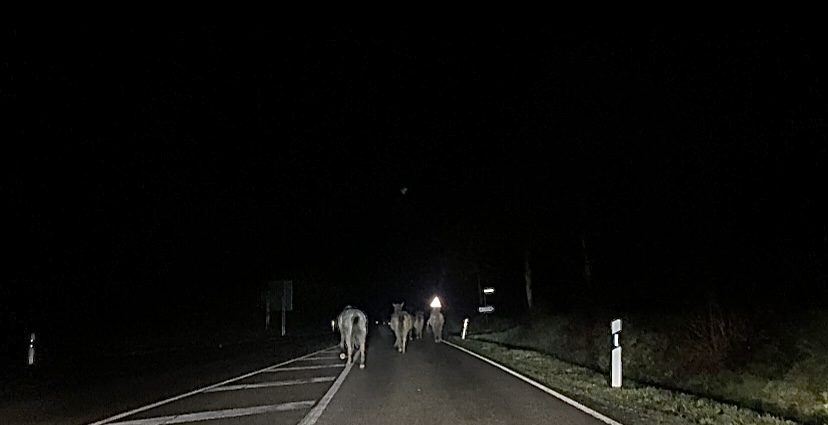 Tierischer Ausflug am Morgen in Schauenburg