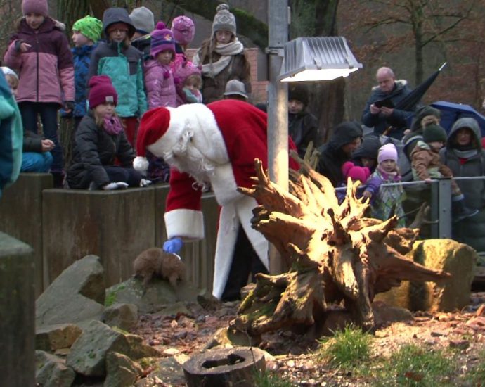 Weihnachtliche Fütterung im Tierpark Sababurg (VIDEO)