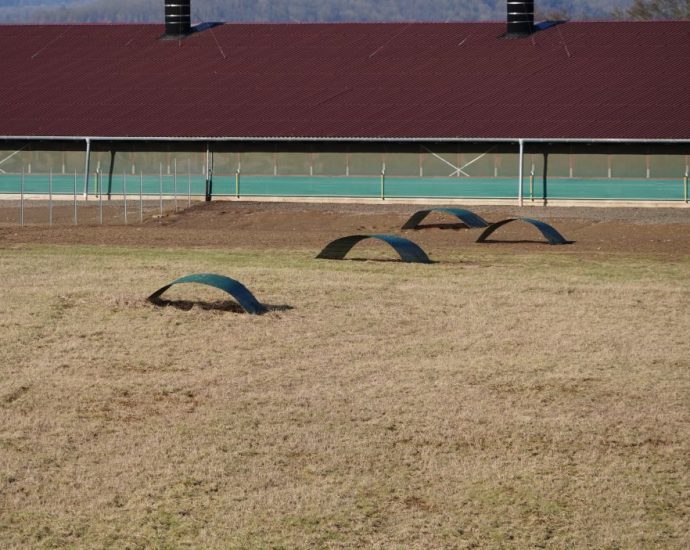 Nach Vogelgrippe in Edermünde – Schutzmaßnamen werden am Freitag aufgehoben