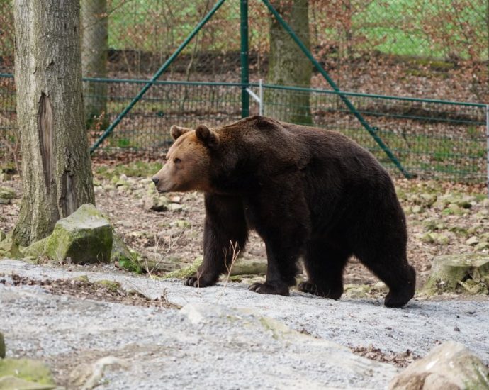 Bärenfest lockte hunderte Besucher in den Wildpark Knüll