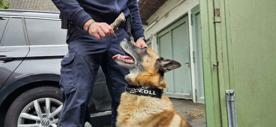 Zollhund Samy begeistert Besucher beim Aktionstag in Kassel