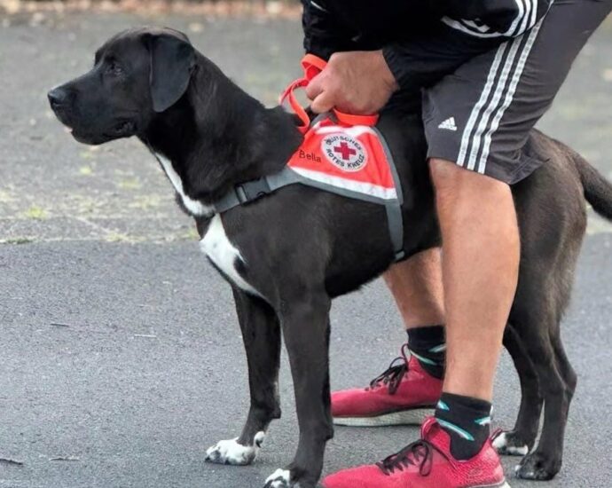 Italien: Wo ist Rettungshund Bella? – DRK Kassel bittet um Hilfe Italien: Wo ist Rettungshund Bella? – DRK Kassel bittet um Hilfe