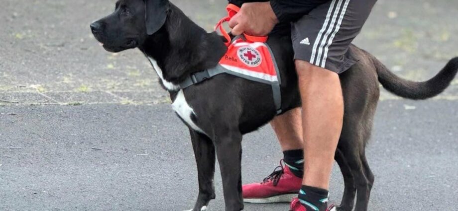 Italien: Wo ist Rettungshund Bella? – DRK Kassel bittet um Hilfe Italien: Wo ist Rettungshund Bella? – DRK Kassel bittet um Hilfe