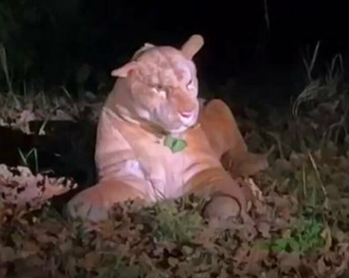 Nächtlicher Raubtier-Alarm in Frankfurt wird zum Kuscheltier Notruf Nächtlicher Raubtier-Alarm in Frankfurt wird zum Kuscheltier Notruf