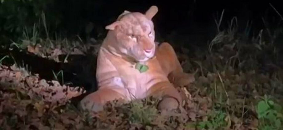 Nächtlicher Raubtier-Alarm in Frankfurt wird zum Kuscheltier Notruf Nächtlicher Raubtier-Alarm in Frankfurt wird zum Kuscheltier Notruf