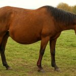 Mutmaßliche Tierquälerei: Schnittverletzungen bei trächtiger Stute in Dörnberg entdeckt