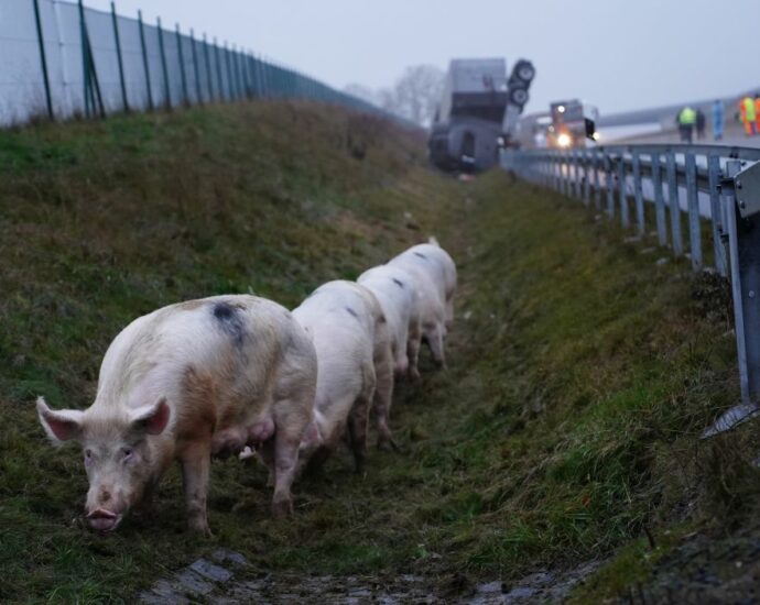 Schwalmstadt: Tiertransporter auf A49 verunglückt – Schweine laufen über die Fahrbahn Schwalmstadt: Tiertransporter auf A49 verunglückt – Schweine laufen über die Fahrbahn