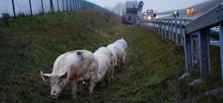 Schwalmstadt: Tiertransporter auf A49 verunglückt – Schweine laufen über die Fahrbahn