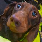 Tierliebe kennt keinen Dienstschluss – Polizist kümmert sich um Unfall-Dackel