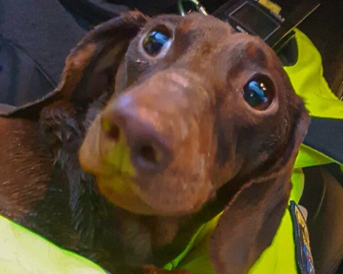 Tierliebe kennt keinen Dienstschluss – Polizist kümmert sich um Unfall-Dackel Tierliebe kennt keinen Dienstschluss – Polizist kümmert sich um Unfall-Dackel