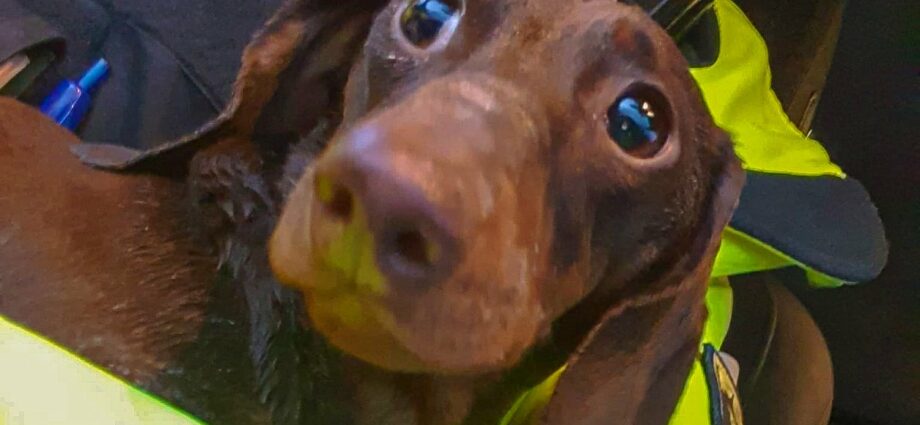 Tierliebe kennt keinen Dienstschluss – Polizist kümmert sich um Unfall-Dackel Tierliebe kennt keinen Dienstschluss – Polizist kümmert sich um Unfall-Dackel