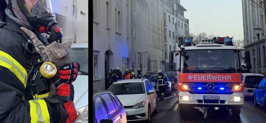 Feuerwehr rettet Katze aus brennender Wohnung in Kassel