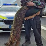 Tierischer Wiederholungstäter auf der A44 bei Breuna