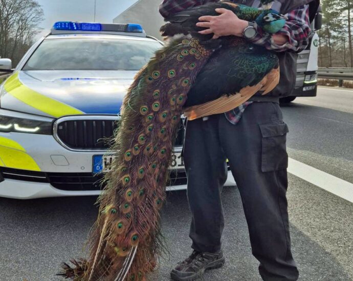 Tierischer Wiederholungstäter auf der A44 bei Breuna