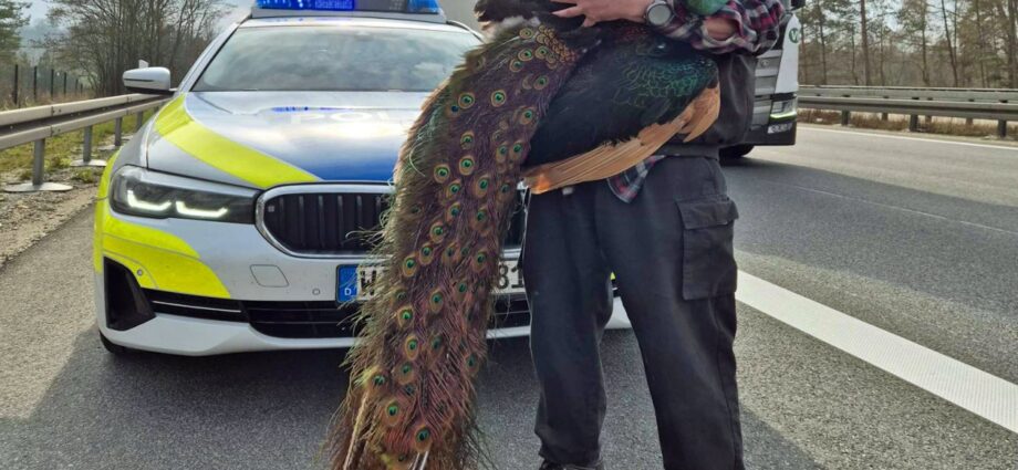 Tierischer Wiederholungstäter auf der A44 bei Breuna Tierischer Wiederholungstäter auf der A44 bei Breuna