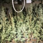 800 Pflanzen: Hoher Stromverbrauch deckt Cannabis-Plantage in Eschwege auf