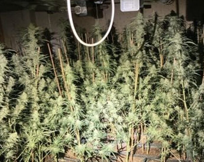 800 Pflanzen: Hoher Stromverbrauch deckt Cannabis-Plantage in Eschwege auf