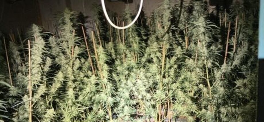 800 Pflanzen: Hoher Stromverbrauch deckt Cannabis-Plantage in Eschwege auf