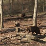 Bärenfest im Wildpark Knüll lockte zahlreiche Besucher