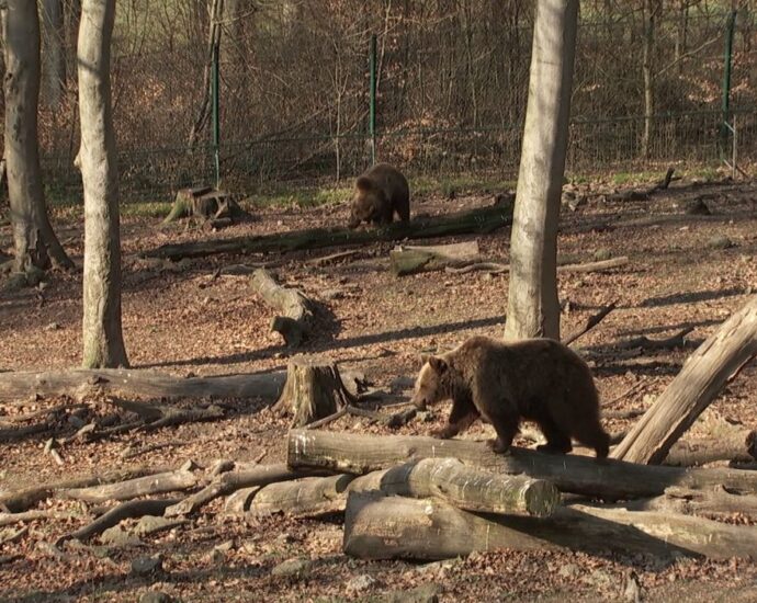 Bärenfest im Wildpark Knüll lockte zahlreiche Besucher