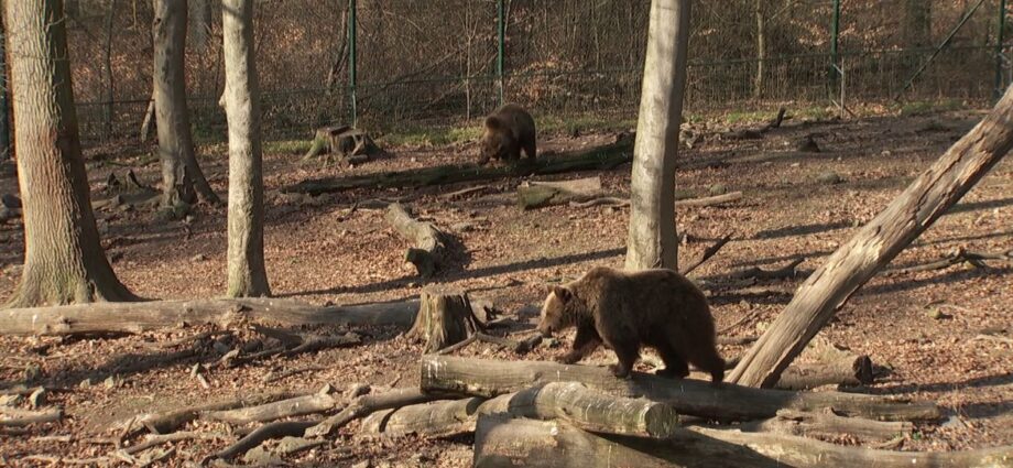 Bärenfest im Wildpark Knüll lockte zahlreiche Besucher