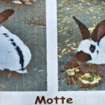 Wer hat „Motte“ entführt? – Polizei sucht Zeugen