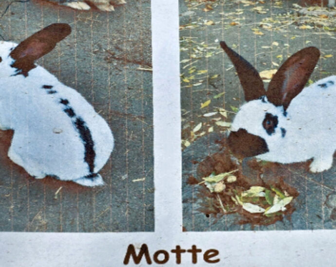 Wer hat „Motte“ entführt? – Polizei sucht Zeugen